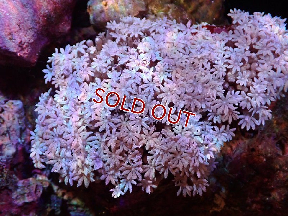 画像1: 【サンゴ】【通販】【沖縄産】ツツウミヅタ（ホワイト）（個体販売）（±13cm)（生体）（サンゴ） (1)