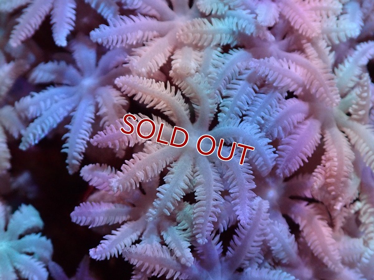 画像2: 【サンゴ】【通販】【沖縄産】ツツウミヅタ（ホワイト）（個体販売）（±13cm)（生体）（サンゴ） (2)