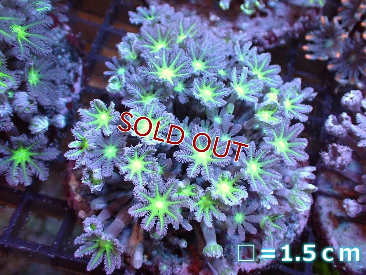 画像1: 【サンゴまとめ買い割引き10％〜20%OFF対象商品】 【サンゴ】【通販】ブリードツツウミヅタ（Metallic Green Core)（個体販売）No.1（生体）（サンゴ） (1)
