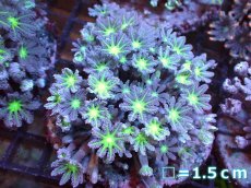 画像1: 【サンゴまとめ買い割引き10％〜20%OFF対象商品】【サンゴ】【通販】ブリードツツウミヅタ（Metallic Green Core)（個体販売）No.1（生体）（サンゴ） (1)