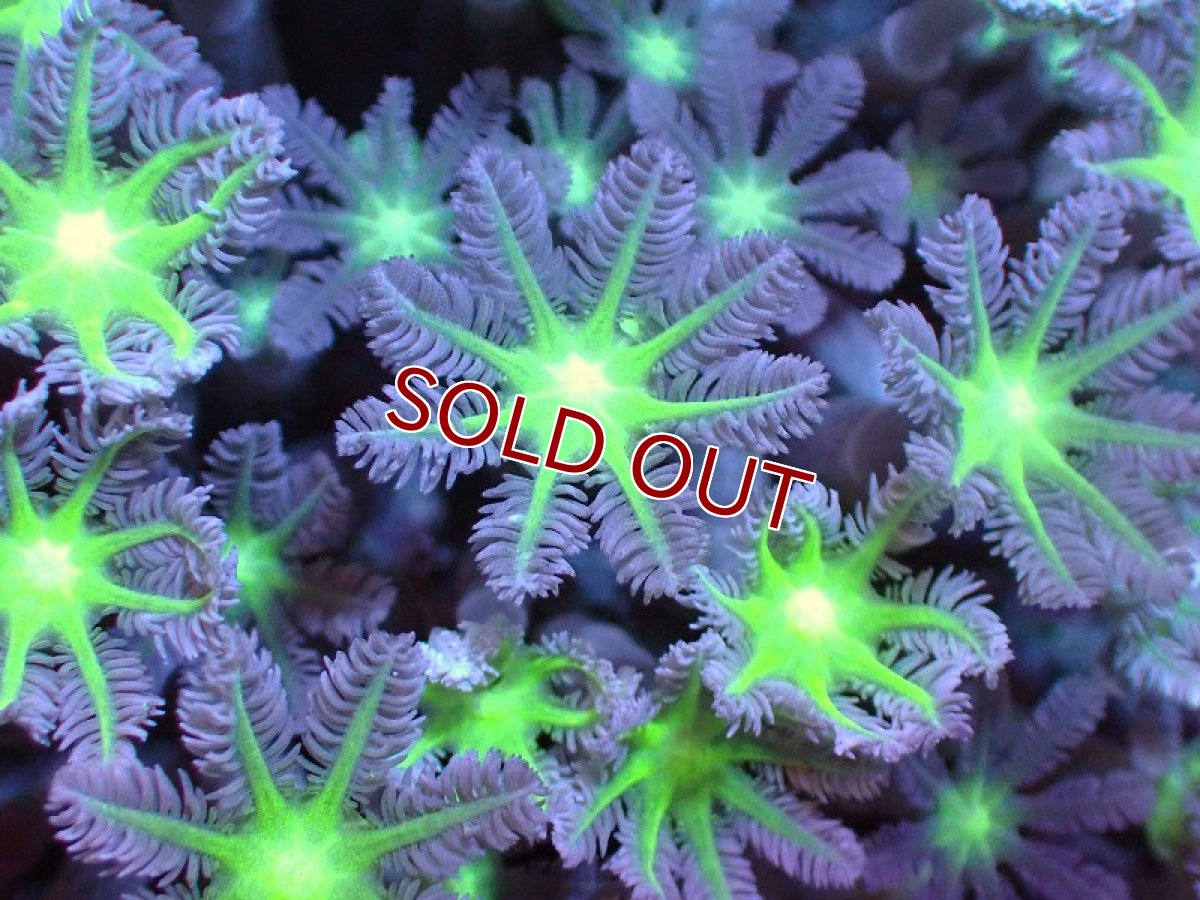 画像2: 【サンゴまとめ買い割引き10％〜20%OFF対象商品】 【サンゴ】【通販】ブリードツツウミヅタ（Metallic Green Core)（個体販売）No.1（生体）（サンゴ） (2)