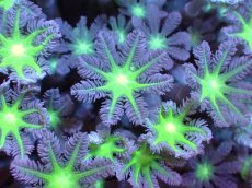 画像2: 【サンゴまとめ買い割引き10％〜20%OFF対象商品】【サンゴ】【通販】ブリードツツウミヅタ（Metallic Green Core)（個体販売）No.1（生体）（サンゴ） (2)