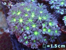 画像1: 【サンゴ】【通販】ブリードツツウミヅタ（Metallic Green Core)（個体販売）No.2（生体）（サンゴ） (1)