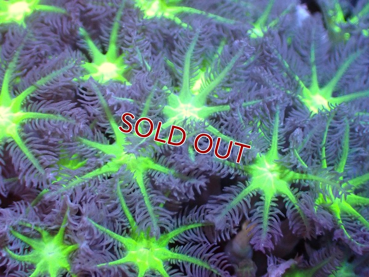 画像2: 【サンゴ】【通販】ブリードツツウミヅタ（Metallic Green Core)（個体販売）No.2（生体）（サンゴ） (2)