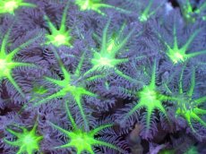 画像2: 【サンゴ】【通販】ブリードツツウミヅタ（Metallic Green Core)（個体販売）No.2（生体）（サンゴ） (2)