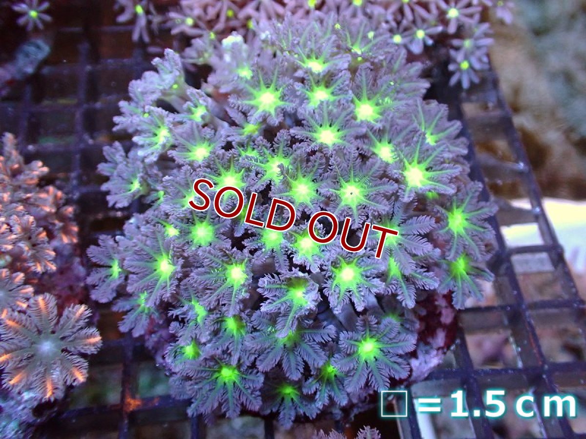画像1: 【サンゴ】【通販】ブリードツツウミヅタ（Metallic Green Core)（個体販売）No.3（生体）（サンゴ） (1)