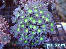 画像1: 【サンゴまとめ買い割引き10％〜20%OFF対象商品】【サンゴ】【通販】ブリードツツウミヅタ（Metallic Green Core)（個体販売）No.3（生体）（サンゴ） (1)