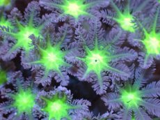 画像2: 【サンゴまとめ買い割引き10％〜20%OFF対象商品】【サンゴ】【通販】ブリードツツウミヅタ（Metallic Green Core)（個体販売）No.3（生体）（サンゴ） (2)