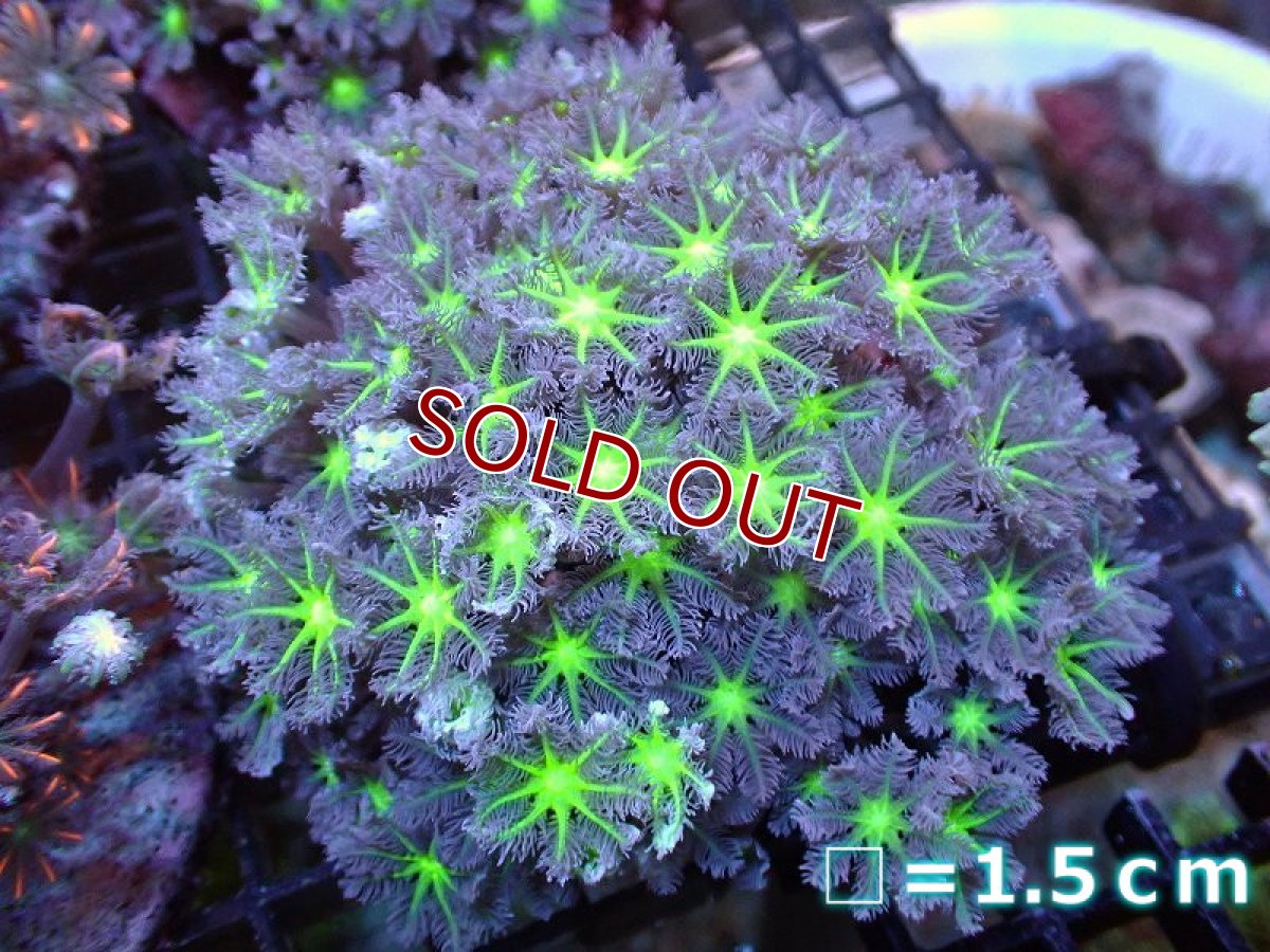 画像1: 【サンゴ】【通販】ブリードツツウミヅタ（Metallic Green Core)（個体販売）No.4（生体）（サンゴ） (1)