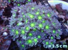 画像1: 【サンゴまとめ買い割引き10％〜20%OFF対象商品】【サンゴ】【通販】ブリードツツウミヅタ（Metallic Green Core)（個体販売）No.4（生体）（サンゴ） (1)