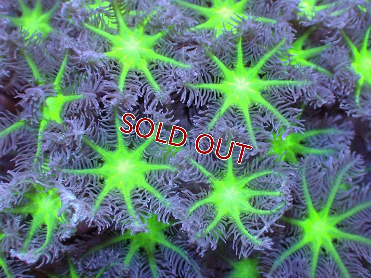画像2: 【サンゴ】【通販】ブリードツツウミヅタ（Metallic Green Core)（個体販売）No.4（生体）（サンゴ） (2)