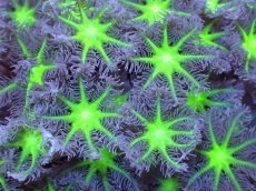 画像2: 【サンゴまとめ買い割引き10％〜20%OFF対象商品】【サンゴ】【通販】ブリードツツウミヅタ（Metallic Green Core)（個体販売）No.4（生体）（サンゴ） (2)