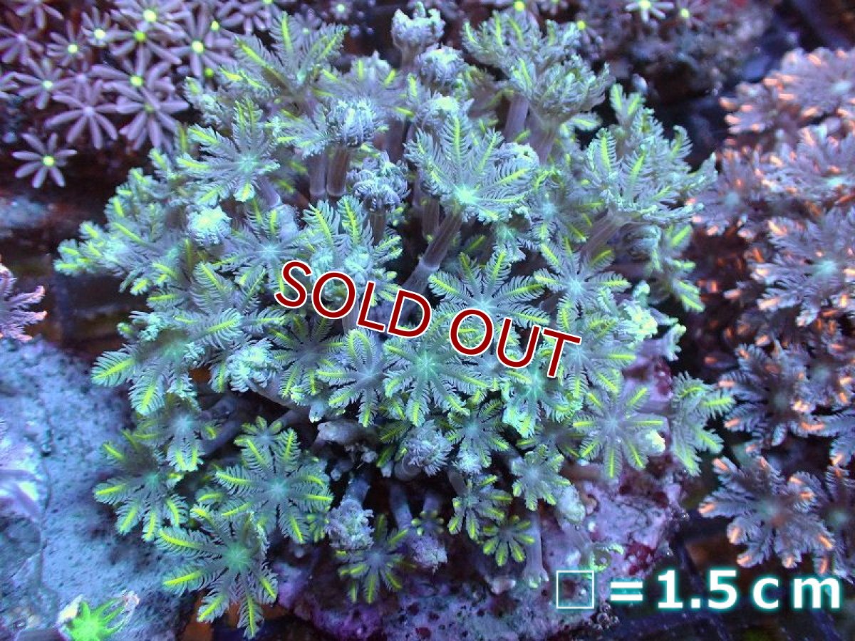 画像1: 【サンゴ】【通販】ブリードツツウミヅタ（イエローライン)（個体販売）No.5（生体）（サンゴ） (1)