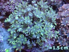 画像1: 【サンゴまとめ買い割引き10％〜20%OFF対象商品】【サンゴ】【通販】ブリードツツウミヅタ（イエローライン)（個体販売）No.5（生体）（サンゴ） (1)