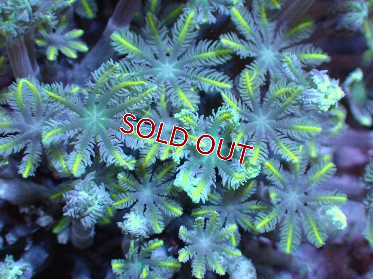 画像2: 【サンゴ】【通販】ブリードツツウミヅタ（イエローライン)（個体販売）No.5（生体）（サンゴ） (2)