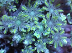 画像2: 【サンゴまとめ買い割引き10％〜20%OFF対象商品】【サンゴ】【通販】ブリードツツウミヅタ（イエローライン)（個体販売）No.5（生体）（サンゴ） (2)