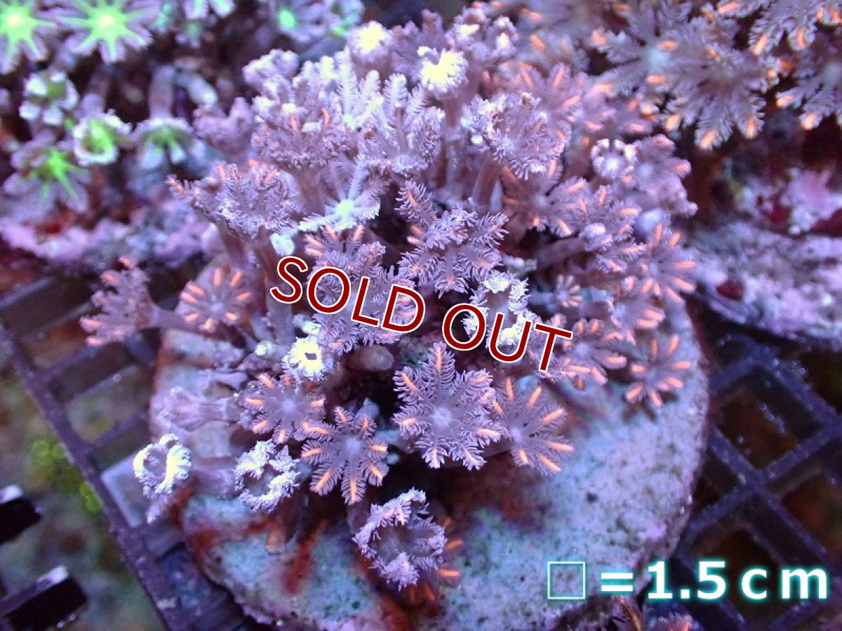 画像1: 【サンゴまとめ買い割引き10％〜20%OFF対象商品】 【サンゴ】【通販】ブリードツツウミヅタ（オレンジライン)（個体販売）No.1（生体）（サンゴ） (1)