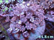 画像1: 【サンゴまとめ買い割引き10％〜20%OFF対象商品】【サンゴ】【通販】ブリードツツウミヅタ（オレンジライン)（個体販売）No.1（生体）（サンゴ） (1)