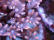 画像2: 【サンゴまとめ買い割引き10％〜20%OFF対象商品】【サンゴ】【通販】ブリードツツウミヅタ（オレンジライン)（個体販売）No.1（生体）（サンゴ） (2)