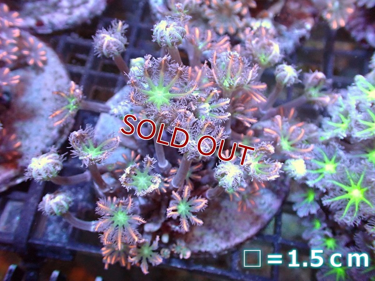 画像1: 【サンゴ】【通販】ブリードツツウミヅタ（オレンジライン)（個体販売）No.2（生体）（サンゴ） (1)