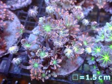 画像1: 【サンゴまとめ買い割引き10％〜20%OFF対象商品】【サンゴ】【通販】ブリードツツウミヅタ（オレンジライン)（個体販売）No.2（生体）（サンゴ） (1)