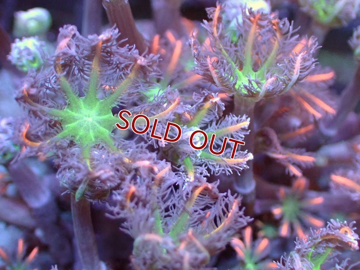 画像2: 【サンゴ】【通販】ブリードツツウミヅタ（オレンジライン)（個体販売）No.2（生体）（サンゴ） (2)