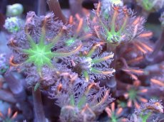 画像2: 【サンゴまとめ買い割引き10％〜20%OFF対象商品】【サンゴ】【通販】ブリードツツウミヅタ（オレンジライン)（個体販売）No.2（生体）（サンゴ） (2)