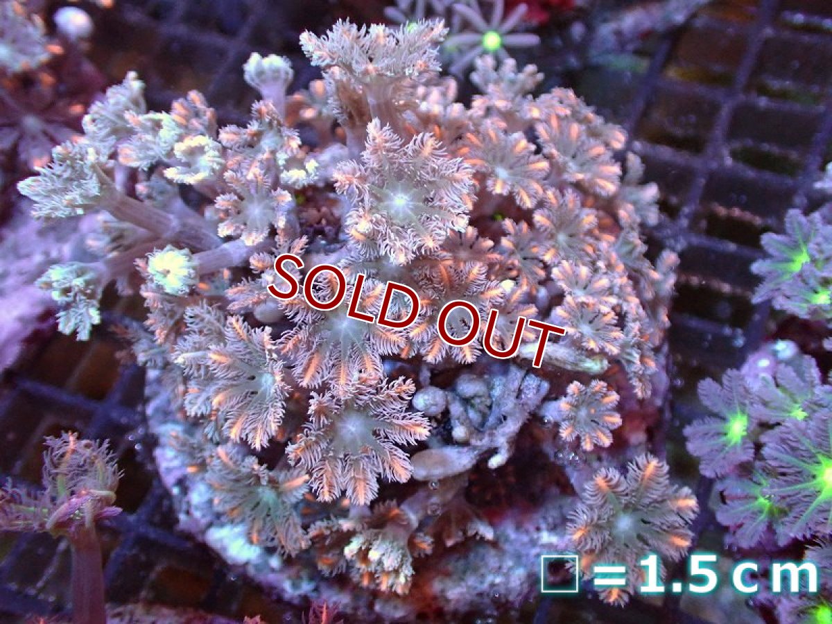 画像1: 【サンゴ】【通販】ブリードツツウミヅタ（オレンジライン)（個体販売）No.3（生体）（サンゴ） (1)