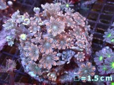 画像1: 【サンゴまとめ買い割引き10％〜20%OFF対象商品】【サンゴ】【通販】ブリードツツウミヅタ（オレンジライン)（個体販売）No.3（生体）（サンゴ） (1)