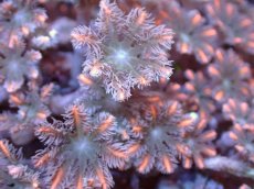 画像2: 【サンゴまとめ買い割引き10％〜20%OFF対象商品】【サンゴ】【通販】ブリードツツウミヅタ（オレンジライン)（個体販売）No.3（生体）（サンゴ） (2)