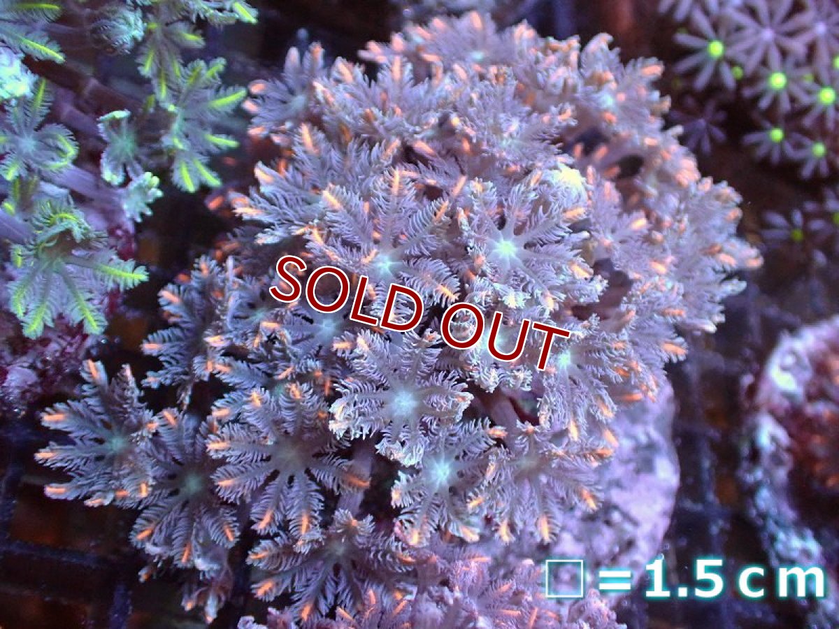 画像1: 【サンゴ】【通販】ブリードツツウミヅタ（オレンジライン)（個体販売）No.4（生体）（サンゴ） (1)