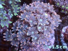 画像1: 【サンゴまとめ買い割引き10％〜20%OFF対象商品】【サンゴ】【通販】ブリードツツウミヅタ（オレンジライン)（個体販売）No.4（生体）（サンゴ） (1)