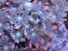 画像2: 【サンゴまとめ買い割引き10％〜20%OFF対象商品】【サンゴ】【通販】ブリードツツウミヅタ（オレンジライン)（個体販売）No.4（生体）（サンゴ） (2)