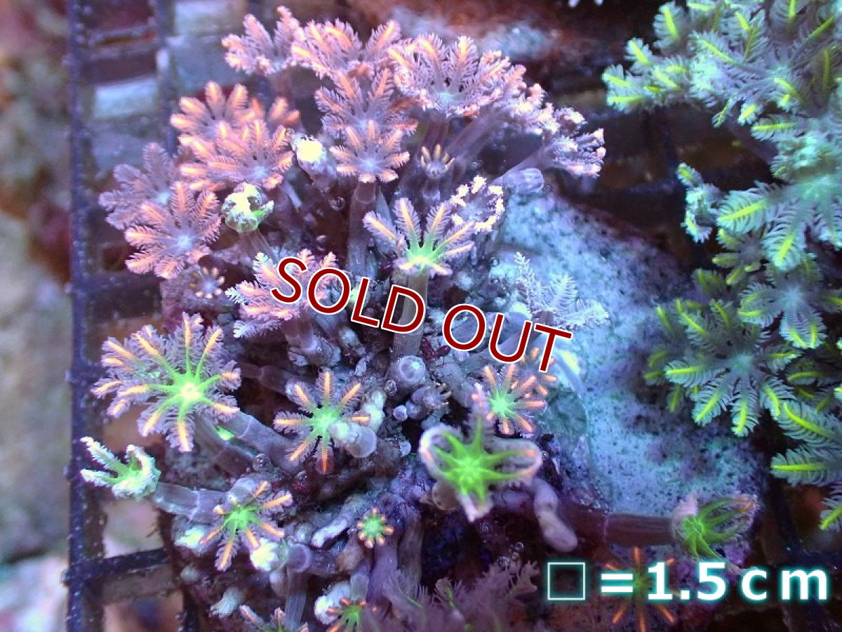 画像1: 【サンゴ】【通販】ブリードツツウミヅタ（オレンジライン)（個体販売）No.5（生体）（サンゴ） (1)