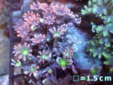 画像1: 【サンゴまとめ買い割引き10％〜20%OFF対象商品】【サンゴ】【通販】ブリードツツウミヅタ（オレンジライン)（個体販売）No.5（生体）（サンゴ） (1)