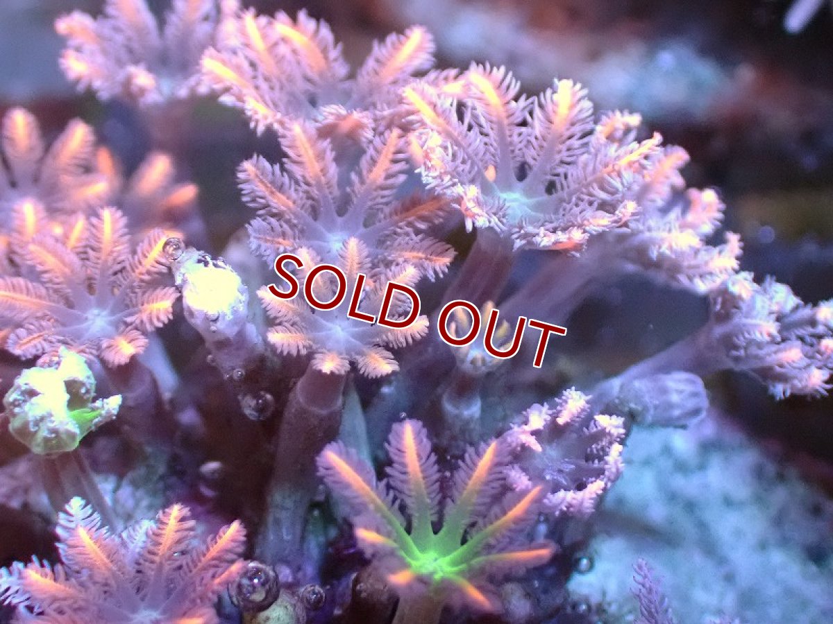 画像2: 【サンゴ】【通販】ブリードツツウミヅタ（オレンジライン)（個体販売）No.5（生体）（サンゴ） (2)