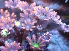 画像2: 【サンゴまとめ買い割引き10％〜20%OFF対象商品】【サンゴ】【通販】ブリードツツウミヅタ（オレンジライン)（個体販売）No.5（生体）（サンゴ） (2)