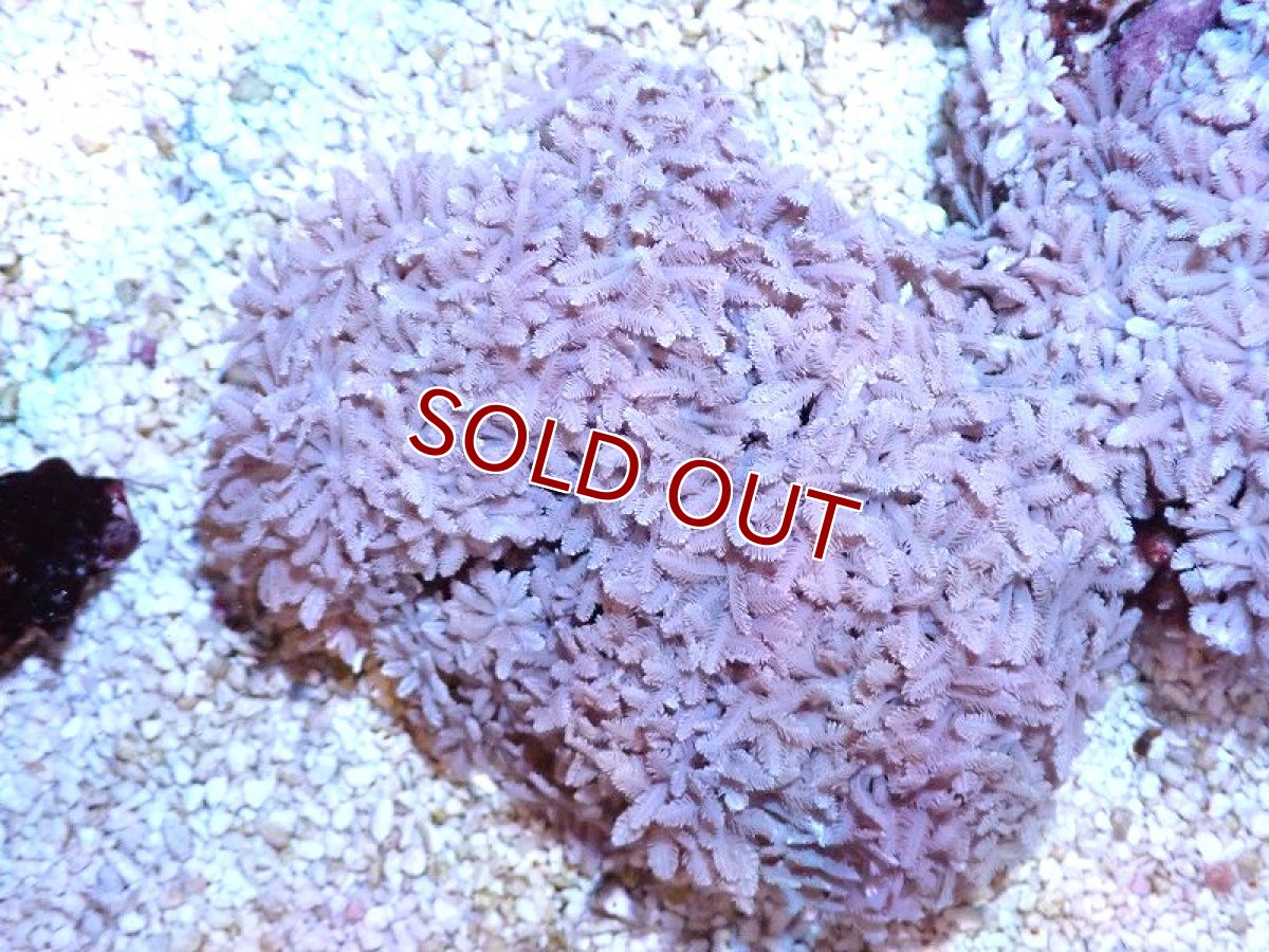 画像1: 【サンゴ】【通販】【沖縄産】ツツウミヅタ（カラー）SMサイズ（個体販売）（±7-8cm)No.1（生体）（サンゴ） (1)