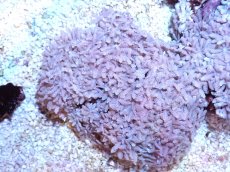 画像1: 【サンゴまとめ買い割引き10％〜20%OFF対象商品】【サンゴ】【通販】【沖縄産】ツツウミヅタ（カラー）SMサイズ（個体販売）（±7-8cm)No.1（生体）（サンゴ） (1)