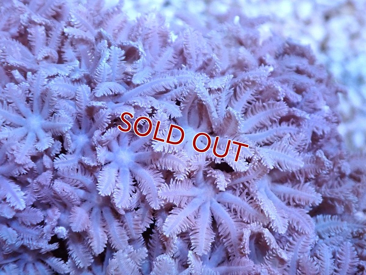 画像2: 【サンゴ】【通販】【沖縄産】ツツウミヅタ（カラー）SMサイズ（個体販売）（±7-8cm)No.1（生体）（サンゴ） (2)