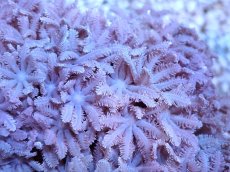 画像2: 【サンゴまとめ買い割引き10％〜20%OFF対象商品】【サンゴ】【通販】【沖縄産】ツツウミヅタ（カラー）SMサイズ（個体販売）（±7-8cm)No.1（生体）（サンゴ） (2)