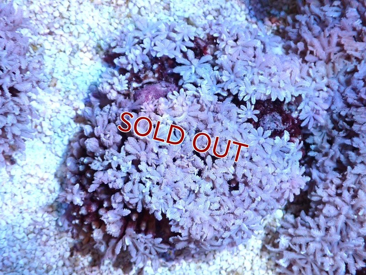 画像1: 【サンゴ】【通販】【沖縄産】ツツウミヅタ（カラー）SMサイズ（個体販売）（±7-8cm)No.2（生体）（サンゴ） (1)