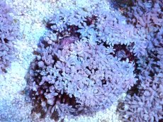 画像1: 【サンゴまとめ買い割引き10％〜20%OFF対象商品】【サンゴ】【通販】【沖縄産】ツツウミヅタ（カラー）SMサイズ（個体販売）（±7-8cm)No.2（生体）（サンゴ） (1)