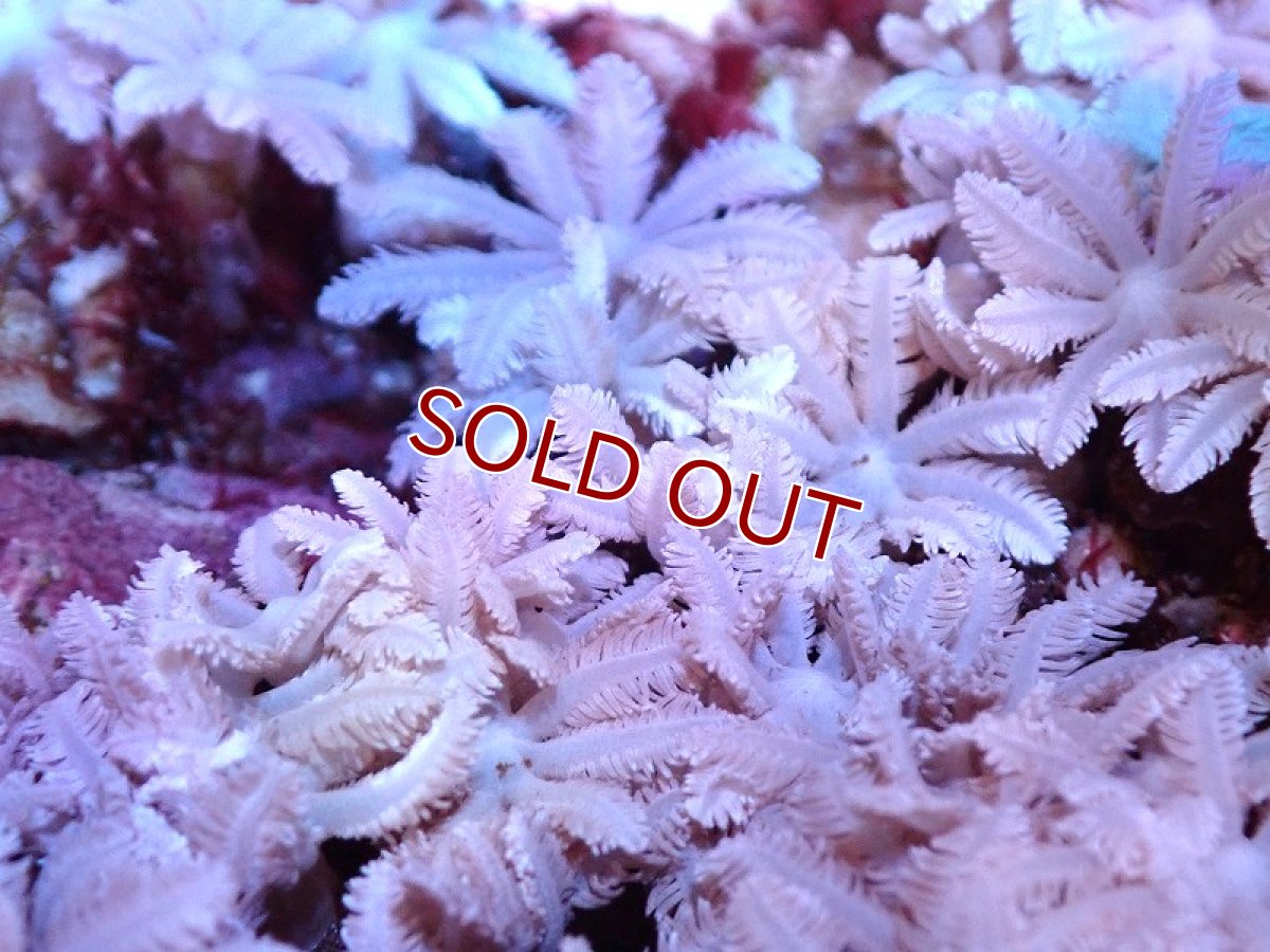 画像2: 【サンゴ】【通販】【沖縄産】ツツウミヅタ（カラー）SMサイズ（個体販売）（±7-8cm)No.2（生体）（サンゴ） (2)