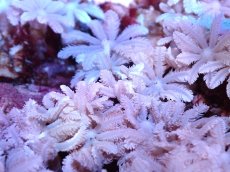 画像2: 【サンゴまとめ買い割引き10％〜20%OFF対象商品】【サンゴ】【通販】【沖縄産】ツツウミヅタ（カラー）SMサイズ（個体販売）（±7-8cm)No.2（生体）（サンゴ） (2)