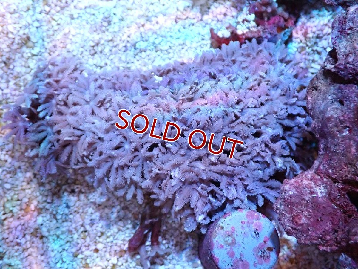 画像1: 【サンゴ】【通販】【沖縄産】ツツウミヅタ（カラー）SMサイズ（個体販売）（±7-8cm)No.3（生体）（サンゴ） (1)