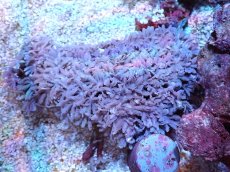 画像1: 【サンゴまとめ買い割引き10％〜20%OFF対象商品】【サンゴ】【通販】【沖縄産】ツツウミヅタ（カラー）SMサイズ（個体販売）（±7-8cm)No.3（生体）（サンゴ） (1)