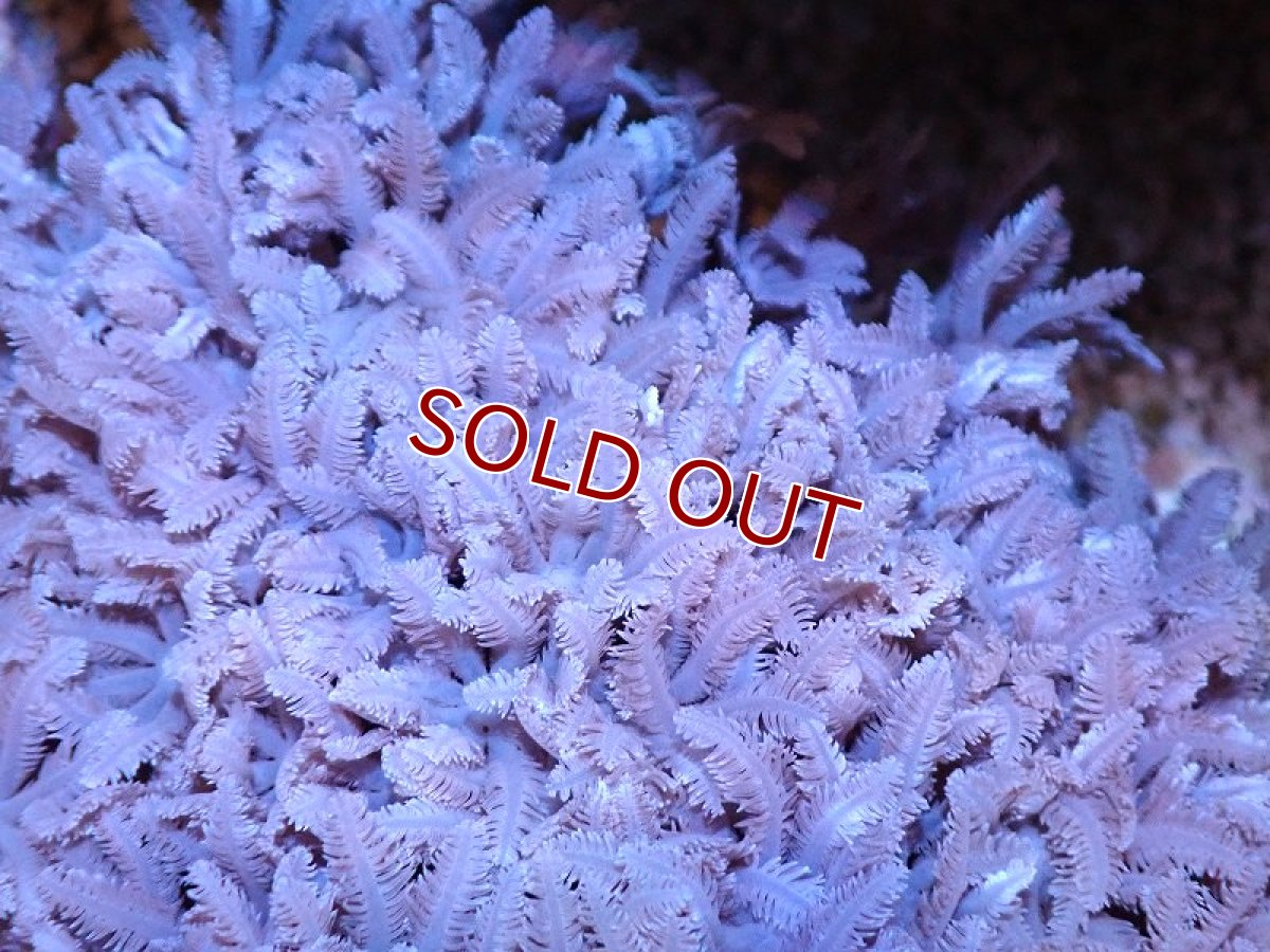 画像2: 【サンゴ】【通販】【沖縄産】ツツウミヅタ（カラー）SMサイズ（個体販売）（±7-8cm)No.3（生体）（サンゴ） (2)