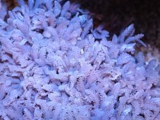 画像2: 【サンゴまとめ買い割引き10％〜20%OFF対象商品】【サンゴ】【通販】【沖縄産】ツツウミヅタ（カラー）SMサイズ（個体販売）（±7-8cm)No.3（生体）（サンゴ） (2)