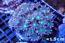 画像1: 【サンゴ】【通販】ブリードツツウミヅタ（オレンジライン）（個体販売）No.1（生体）（サンゴ） (1)